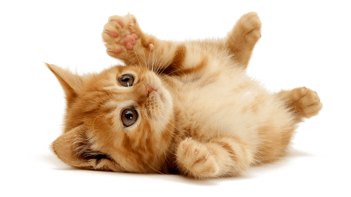 Picture of happy pets