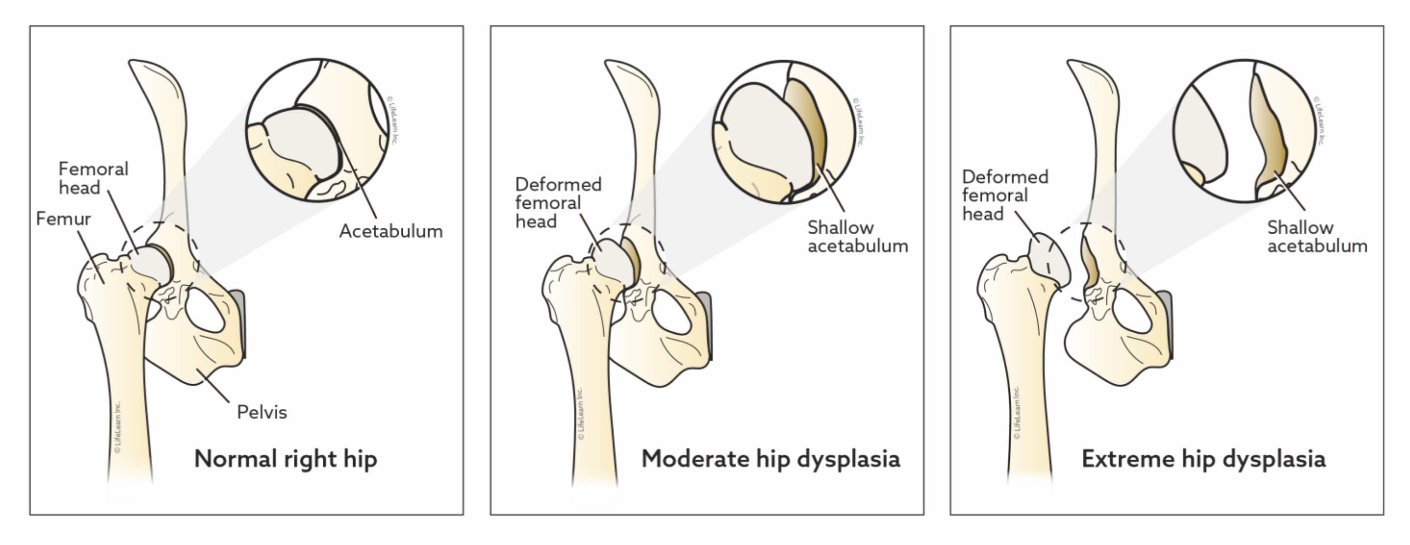 Image courtesy of VCA animal hospitals