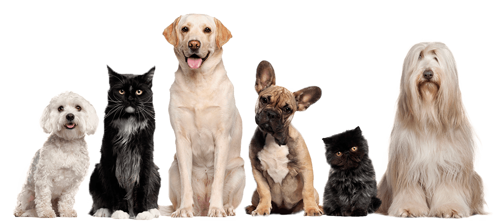 Picture of happy pets