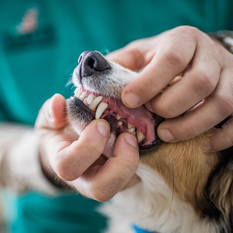 Dog Dental