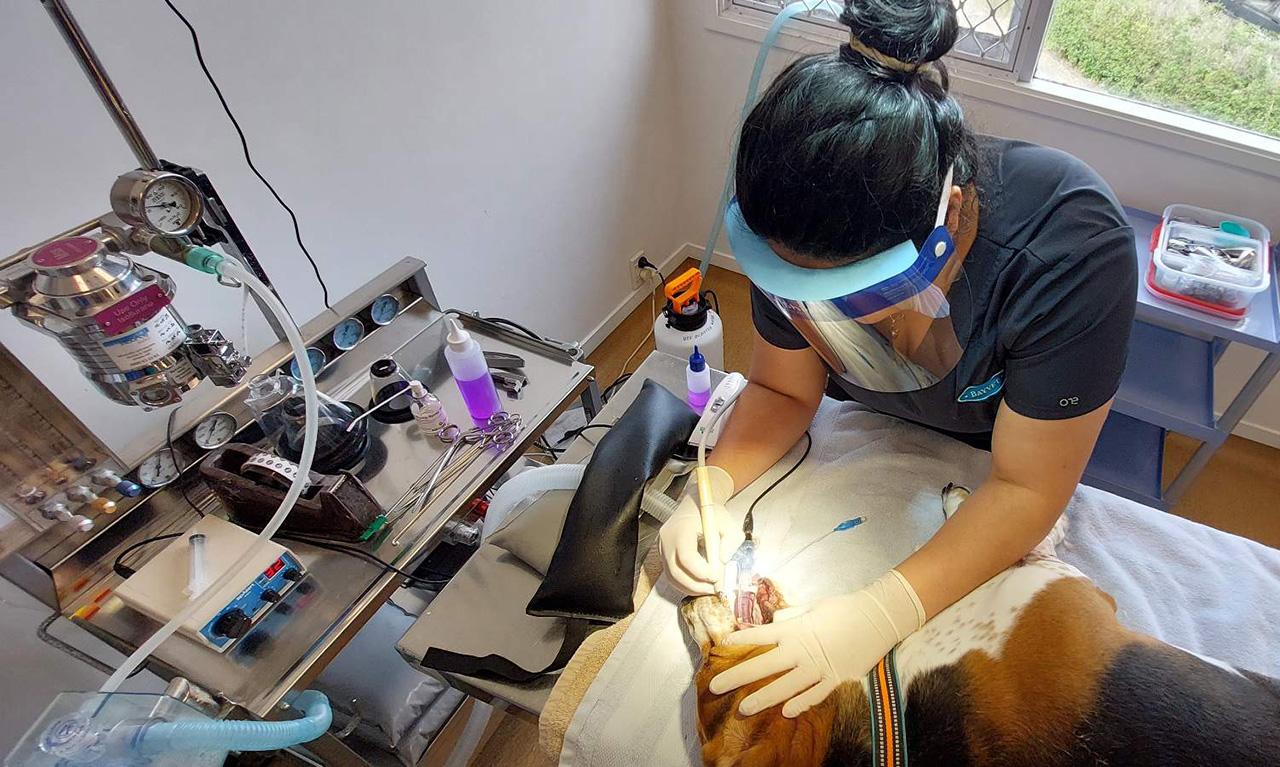 Dog Dental
